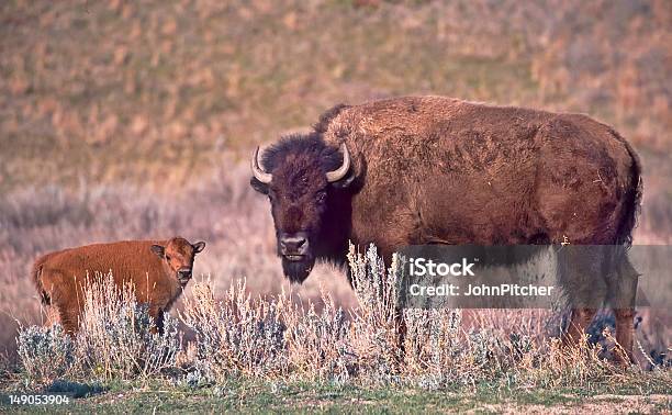 Buffalo - Fotografie stock e altre immagini di Ambientazione esterna - Ambientazione esterna, Animale, Animale selvatico
