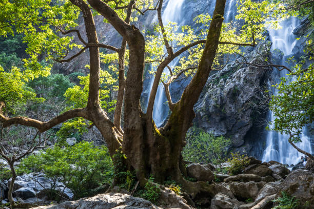 istock A big fig tree in front of a tropical waterfall. 1490539150