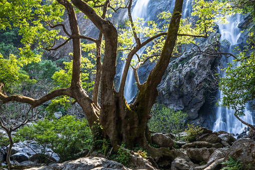 A big fig tree in front of a tropical waterfall during sunset. Khlong Lan National Park, Thailand. Long exposure.