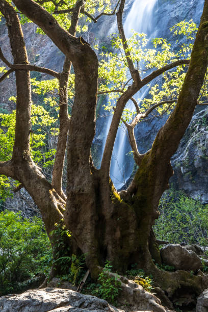 istock A big fig tree in front of a tropical waterfall. 1490539154