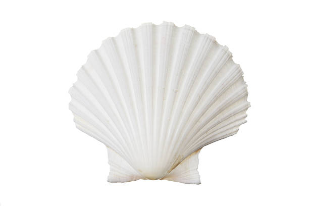 istock Close up of the texture of a white shell 149053951