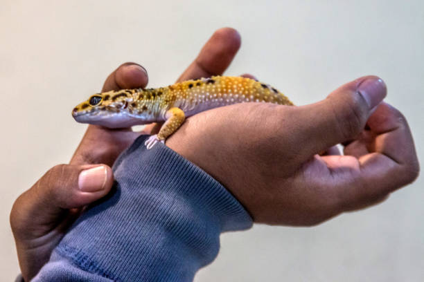 istock Indonesia-Animal-Reptile 1490541100