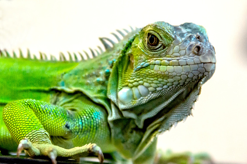 BOGOR, INDONESIA - May 13, 2023: Defocused background with a green iguana
