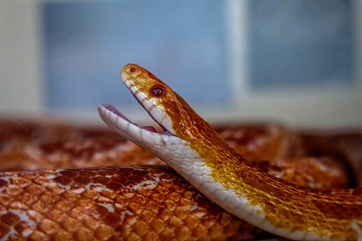 BOGOR, INDONESIA - May 13, 2023: A specially bred corn snake was spotted in Bogor, West Java, Indonesia, on May 13, 2023.