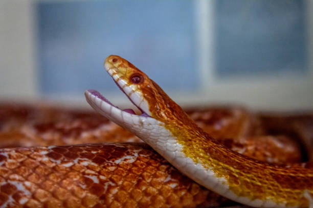 Indonesia-Animal-Reptile BOGOR, INDONESIA - May 13, 2023: A specially bred corn snake was spotted in Bogor, West Java, Indonesia, on May 13, 2023. elaphe guttata guttata stock pictures, royalty-free photos & images