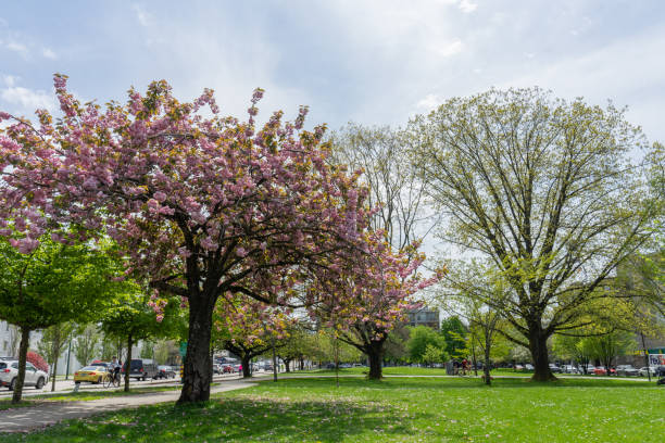 istock 2023 Spring Vancouver public park survey 1490541860