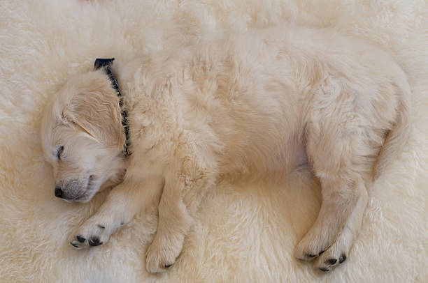 istock Sleeping Golden Retriever Puppy 149054294
