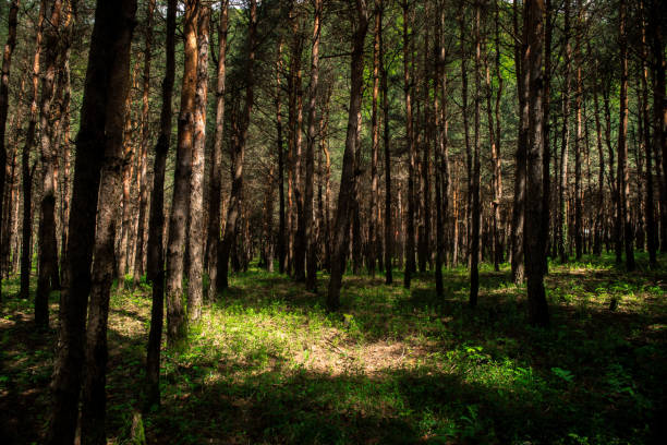 Forest landscape.Beautiful forest nature. Tall old pine trees. Summer sunny day. Azerbaijan nature