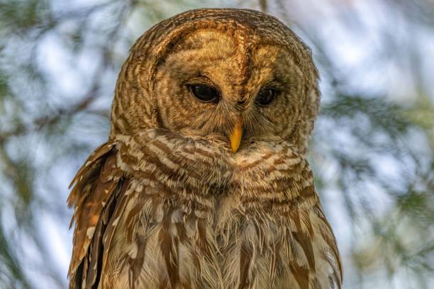 istock Beautiful brown barred owl perched on a branch of a leafy tree 1490543656