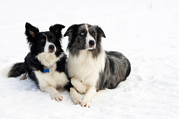 Border collie coppia - foto stock