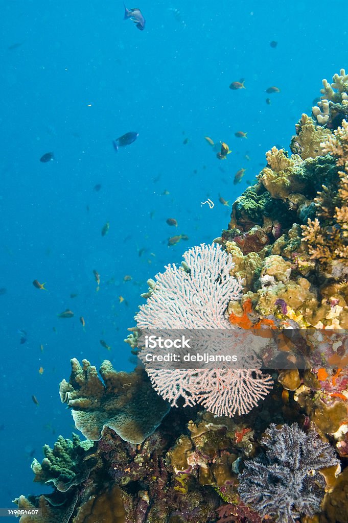 common sea fan and coral common sea fan among variety of colorful coral on great barrier reef, australia Adventure Stock Photo