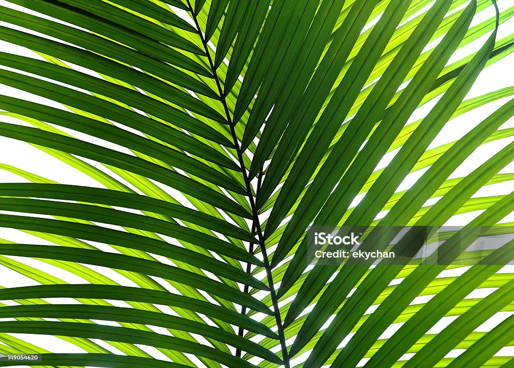beautiful palm leaf isolated two piece of beautiful palm leaf isolated Abstract Stock Photo