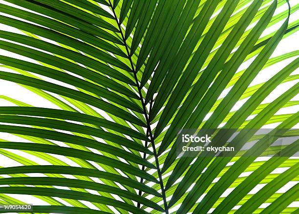 Beautiful Palm Leaf Isolated Stock Photo - Download Image Now - Abstract, Back Lit, Bay Leaf