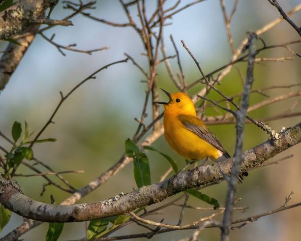 allegro uccello giallo brillante appollaiato su un ramo di un albero in uno sfondo di foresta verde lussureggiante - bird warbler birdsong singing foto e immagini stock