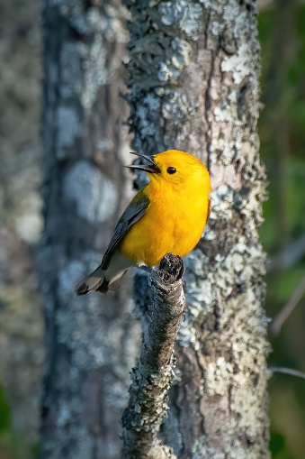 A small yellow warbler bird perched on a tree branch against a backdrop of lush green foliage