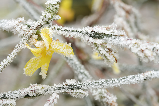 Macro image of a yellow Jasmine flower in hoar frost