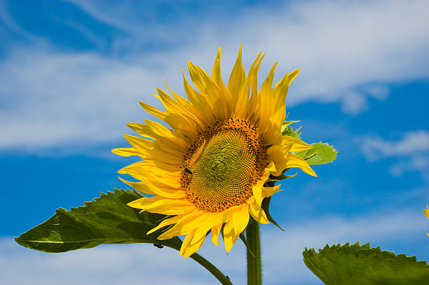 sunflower on sky background stock photo