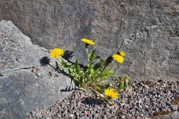 Close-up photo of yellow dandelion flowers blooming between brick walls in spring
