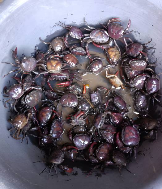 istock close up field crab in market 1490548164