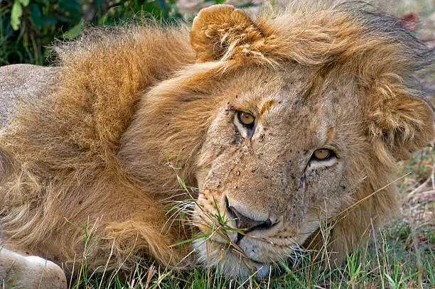 Resting male lion i Masai Mara, Kenya