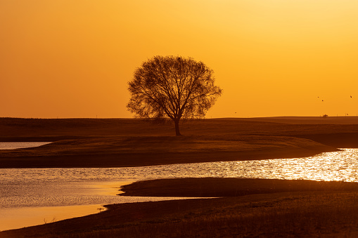 Lonely tree by the lake on a spring evening