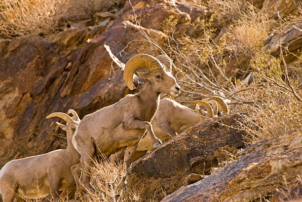 Mountain sheep in desert Endangered Desert Bighorn Sheep, anza-borrego desert state park, California anza borrego desert state park stock pictures, royalty-free photos & images