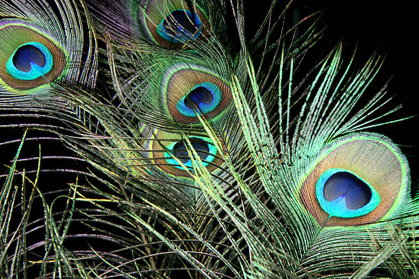 Peacock Feathers stock photo