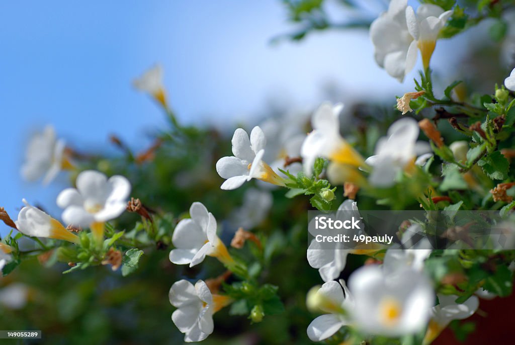 Bacopa cabana - Foto stock royalty-free di Annuale - Attributo floreale