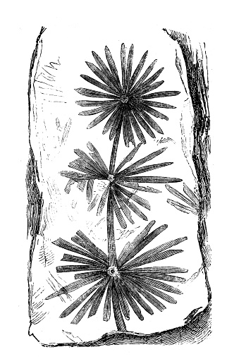 Fossil plants ,Annularia stellata (or Annularia longifolia)