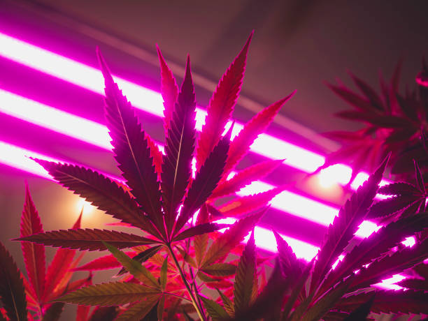 istock Cannabis Plants Indoor grow Light Spectrum Cannabis Cultivation Technology 1490553525