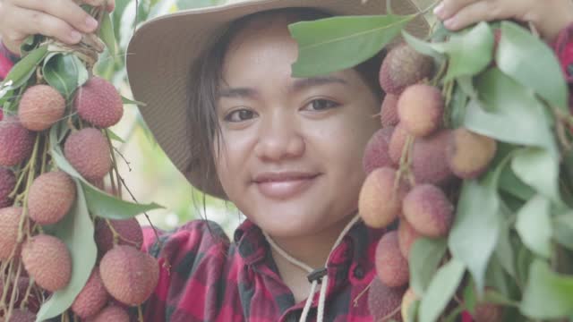 Asian young woman farmer eating litchi fruits. 
isolated on farm litchi background.