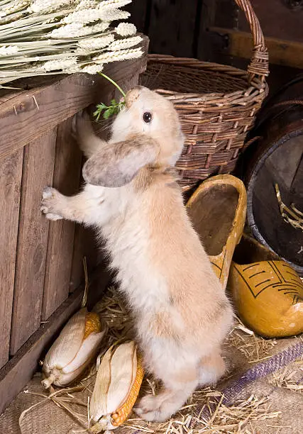 Little curious easter rabbit finding food on a farm