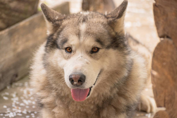 istock Malamute dog on a spring evening in the garden 1490554482