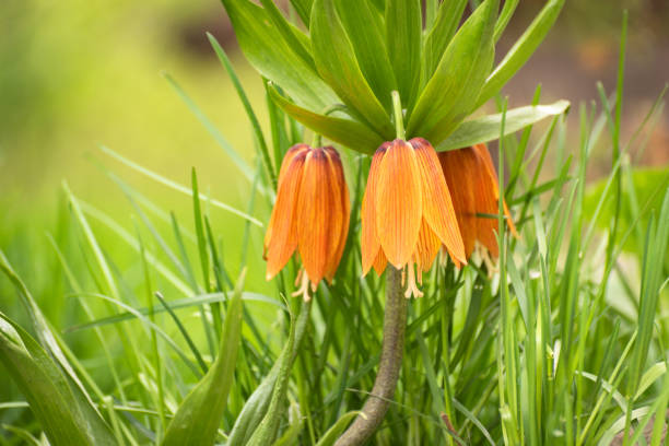 Fritillaria imperialis blooming in spring