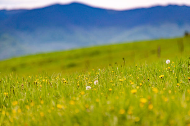 Dandelions illuminated by the morning sun at Shibu Pass ,Nagano Prefecture,Japan