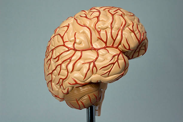 Model of the human brain II stock photo