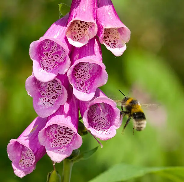 Photo of Bumblebee and Foxglove (Digitalis)