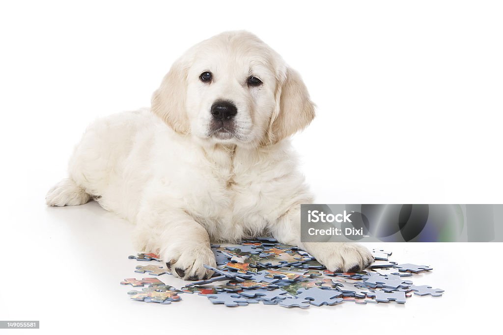 Golden retriever puppy on white background Puzzle Stock Photo