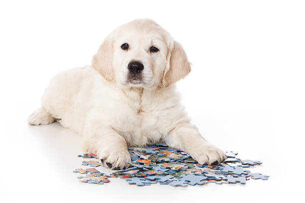 Golden retriever puppy on white background stock photo