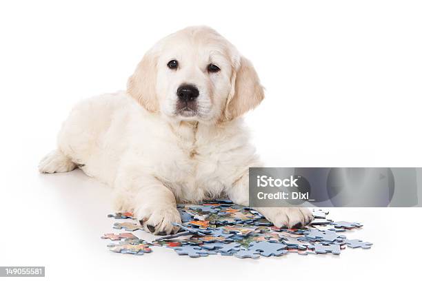 Golden Retriever Puppy On White Background Stock Photo - Download Image Now - Puzzle, Dog, Lying Down