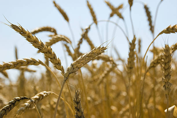 wheat field stock photo