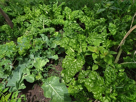 Growing spinach vegetables in the farm