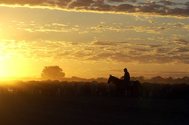 istock cattle muster at Birdsville ,Queensland 149055714