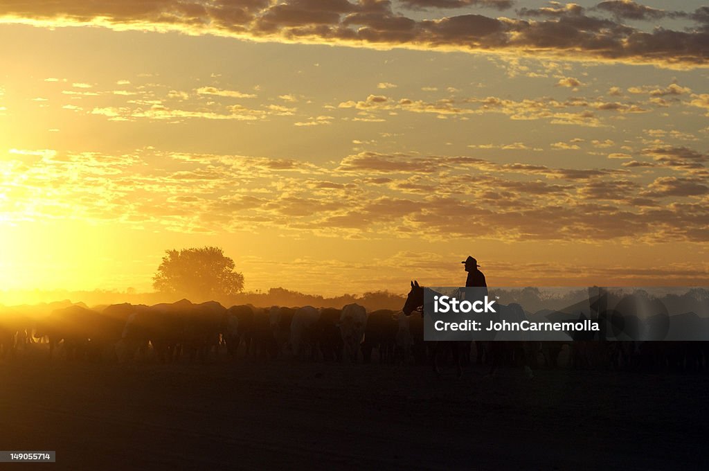 Gado muster nas Birdsville, Queensland - Foto de stock de Vaqueiro royalty-free