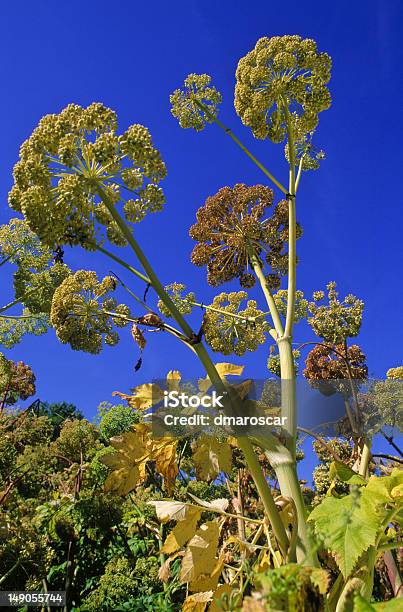 Angelica の花 - アンゼリカのストックフォトや画像を多数ご用意 - アンゼリカ, シュロガヤツリ, ハーブ