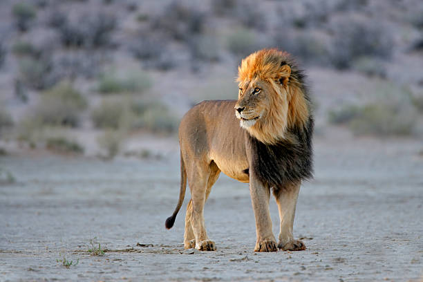 grande lion d'afrique mâle - kalahari gemsbok national park photos et images de collection