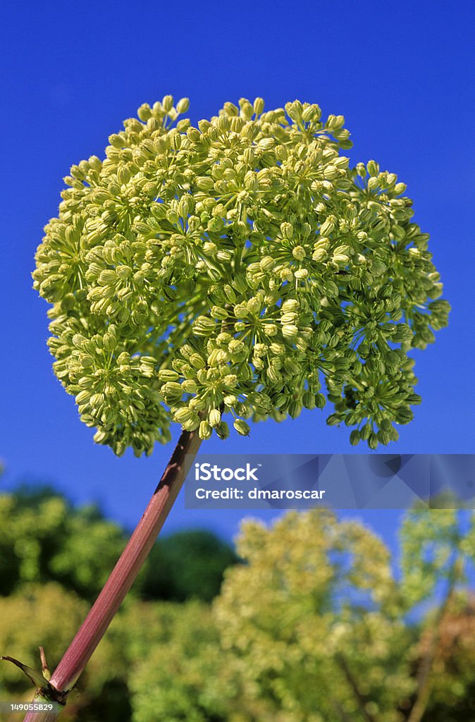 Blume of angelica - Lizenzfrei Baumblüte Stock-Foto