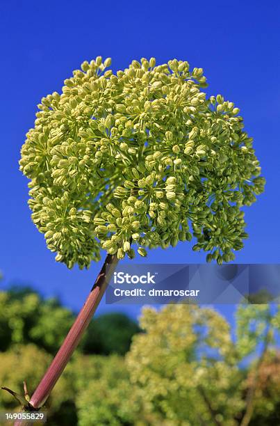 Blume Of Angelica Stockfoto und mehr Bilder von Baumblüte - Baumblüte, Blume, Botanik