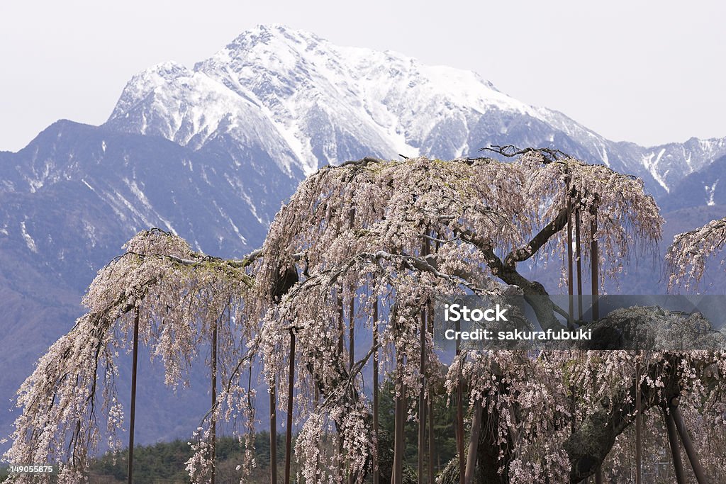 桜の花 - サクラの木のロイヤリティフリーストックフォト