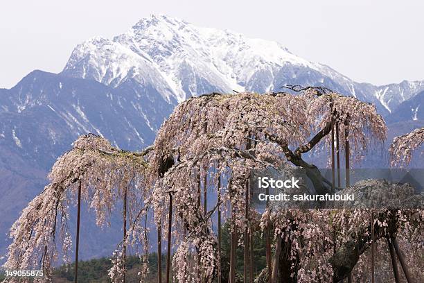 Flor De Cerejeira - Fotografias de stock e mais imagens de Cerejeira - Cerejeira, Cerejeira japonesa, Cor de rosa